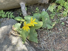 Arnica cordifolia