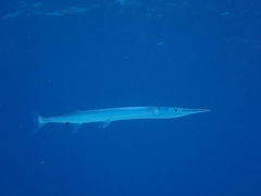 Platybelone argalus
