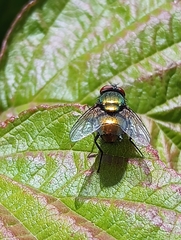 Luciliinae