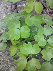 Aquilegia canadensis