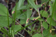 Puccinia rubefaciens