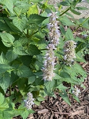Agastache foeniculum