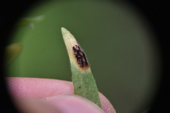 Puccinia rubefaciens