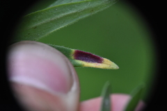 Puccinia rubefaciens