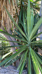 Yucca gigantea