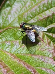 Luciliinae