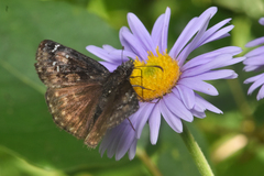 Erynnis persius