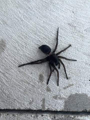 Tigrosa helluo