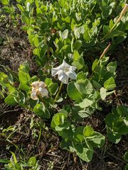 Mandevilla macrosiphon