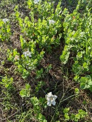 Mandevilla macrosiphon