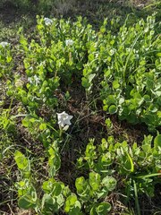 Mandevilla macrosiphon