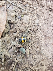 Nicrophorus