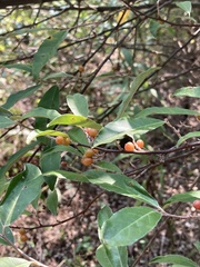 Elaeagnus