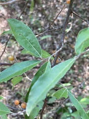 Elaeagnus