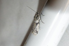 Laetilia dilatifasciella