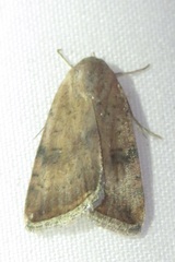 Micrathetis triplex