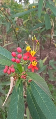 Asclepias curassavica