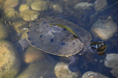 Graptemys pseudogeographica