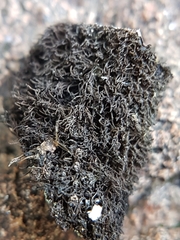 Umbilicaria vellea