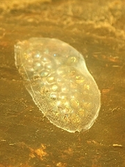 Planorbidae