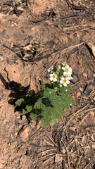 Chamaebatia foliolosa