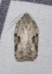 Acleris