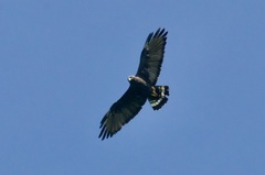 Buteo albonotatus