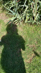 Cenchrus clandestinus