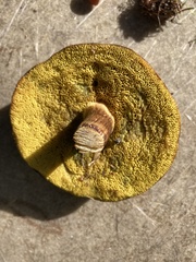 Xerocomus ferrugineus