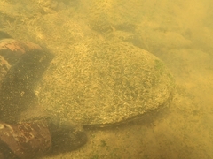 Lasmigona complanata