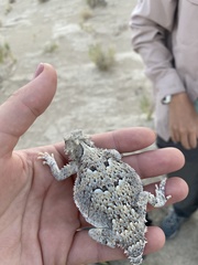 Phrynosoma platyrhinos