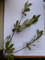 Salix × multinervis