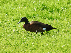 Anas castanea