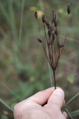 Primula meadia