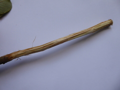 Salix × multinervis