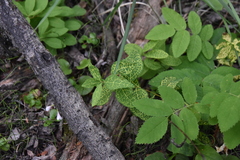 Cronartium comandrae