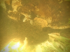 Lasmigona complanata