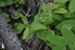 Cronartium comandrae