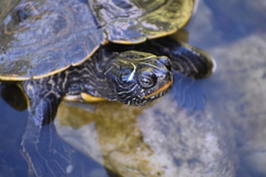 Graptemys pseudogeographica