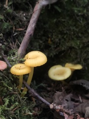 Gloioxanthomyces nitidus