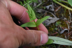 Gentianella amarella