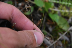 Gentianella amarella
