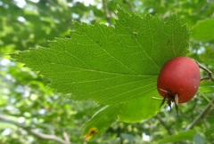 Crataegus mollis
