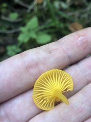 Gloioxanthomyces nitidus