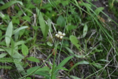 Antennaria luzuloides