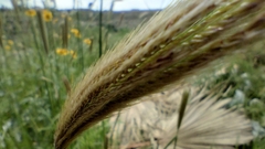Chloris virgata