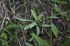 Antennaria luzuloides