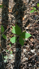 Triosteum aurantiacum