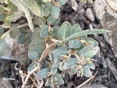 Euphorbia micromera