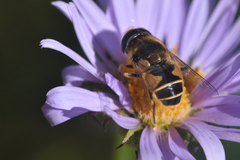 Eristalis hirta